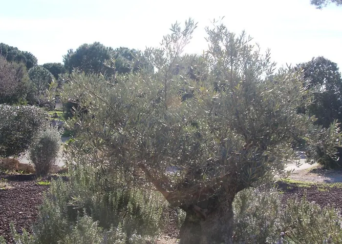 Le Mas Du Soleil Sainte-Maxime